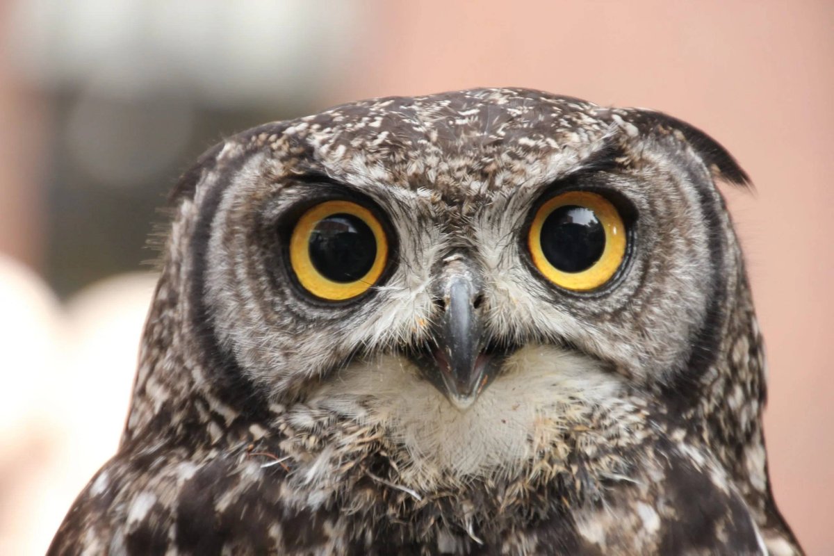 OwlPickle 🦉 Spring Arc 🥒 tweet media
