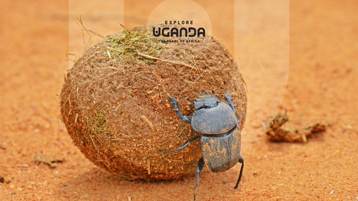 ExploreUganda's tweet photo. 11:11 ✨

Wallpaper Wednesday is basically self care at this point.

Take care of yourself today. 

#WallpaperWednesday | #ExploreUganda https://t.co/Z8fRUd4G9L