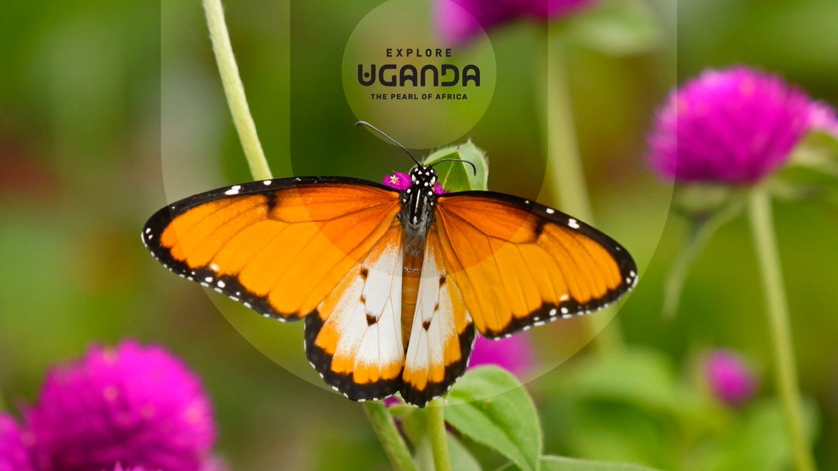 ExploreUganda's tweet photo. 11:11 ✨

Wallpaper Wednesday is basically self care at this point.

Take care of yourself today. 

#WallpaperWednesday | #ExploreUganda https://t.co/Z8fRUd4G9L