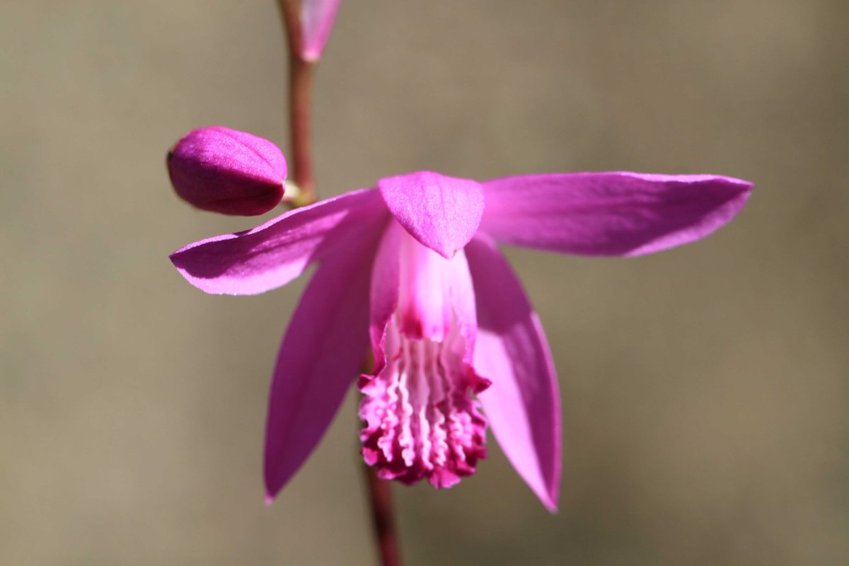花#flowers