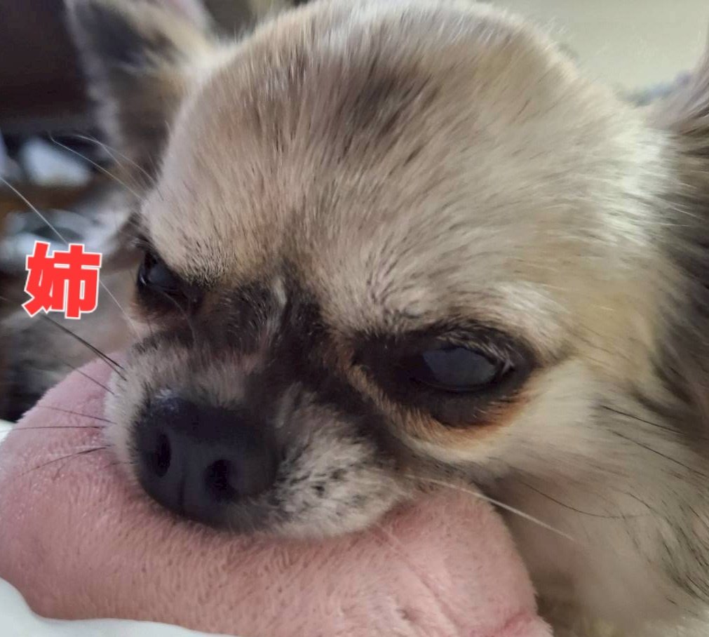 genericangel3's tweet photo. 愛犬の日

←おばさん
　　　おっさん→

チワワ兄弟
7歳はシニアなお年頃ぉーー！
毎日LOVE😍 https://t.co/64ctjtVzuA