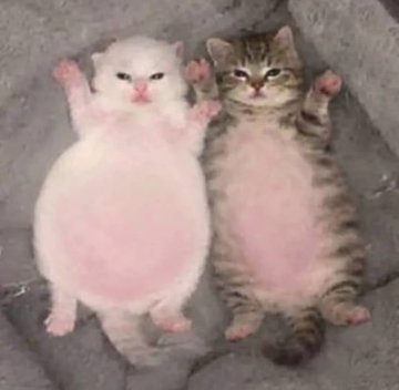 cats 🐈 tweet media
