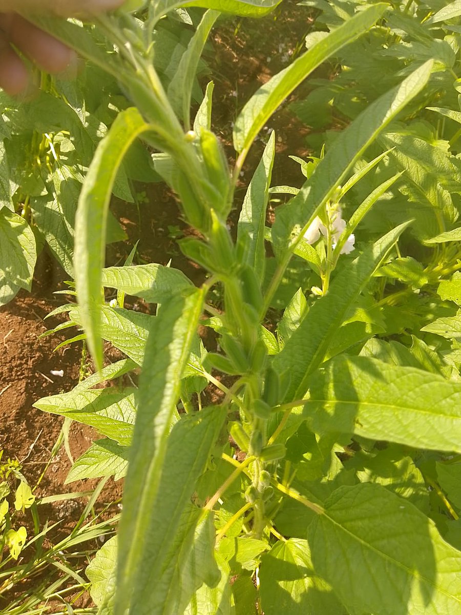 GranosInstituto's tweet photo. 🌱 Día de campo: #ajonjolí como alternativa.El extensionista Joaquín Izaguirre desde #Matanzas nos invita a la finca de Miguel Ángel Pérez para aprender sobre el cultivo de ajonjolí, su adaptación, manejo agronómico y potencial en la soberanía alimentaria ¡Intercambiemos saberes! https://t.co/rVfsOOZbaZ