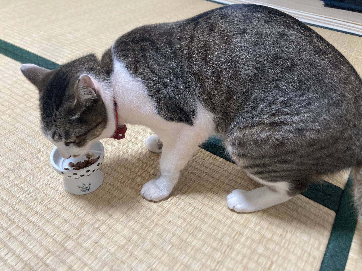 猫図鑑 tweet media