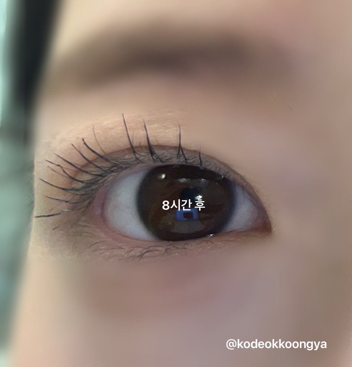 코덕쿵야 tweet media