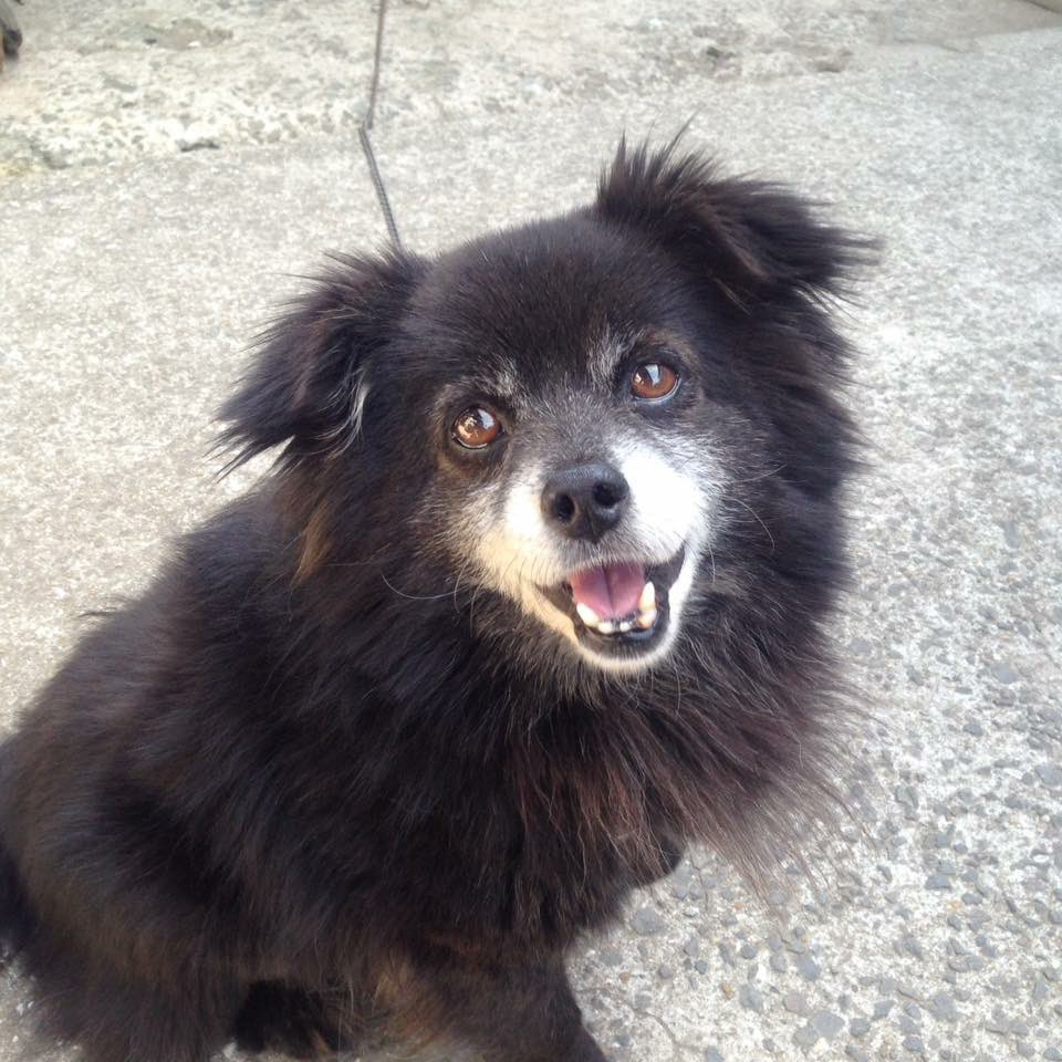 ngybhitoshi's tweet photo. #愛犬の日 https://t.co/FN5xBtyH2J