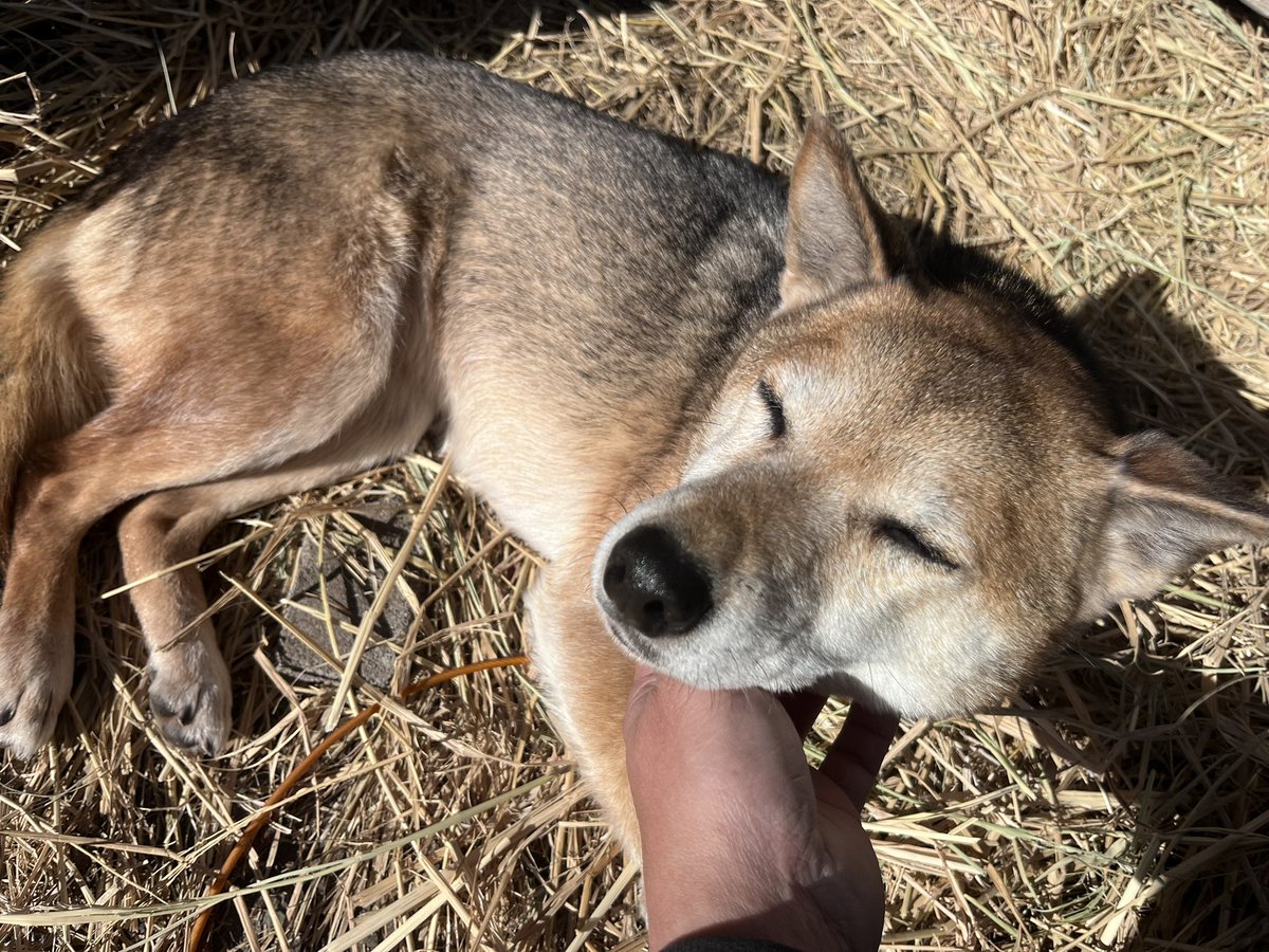 ngybhitoshi's tweet photo. #愛犬の日 https://t.co/FN5xBtyH2J