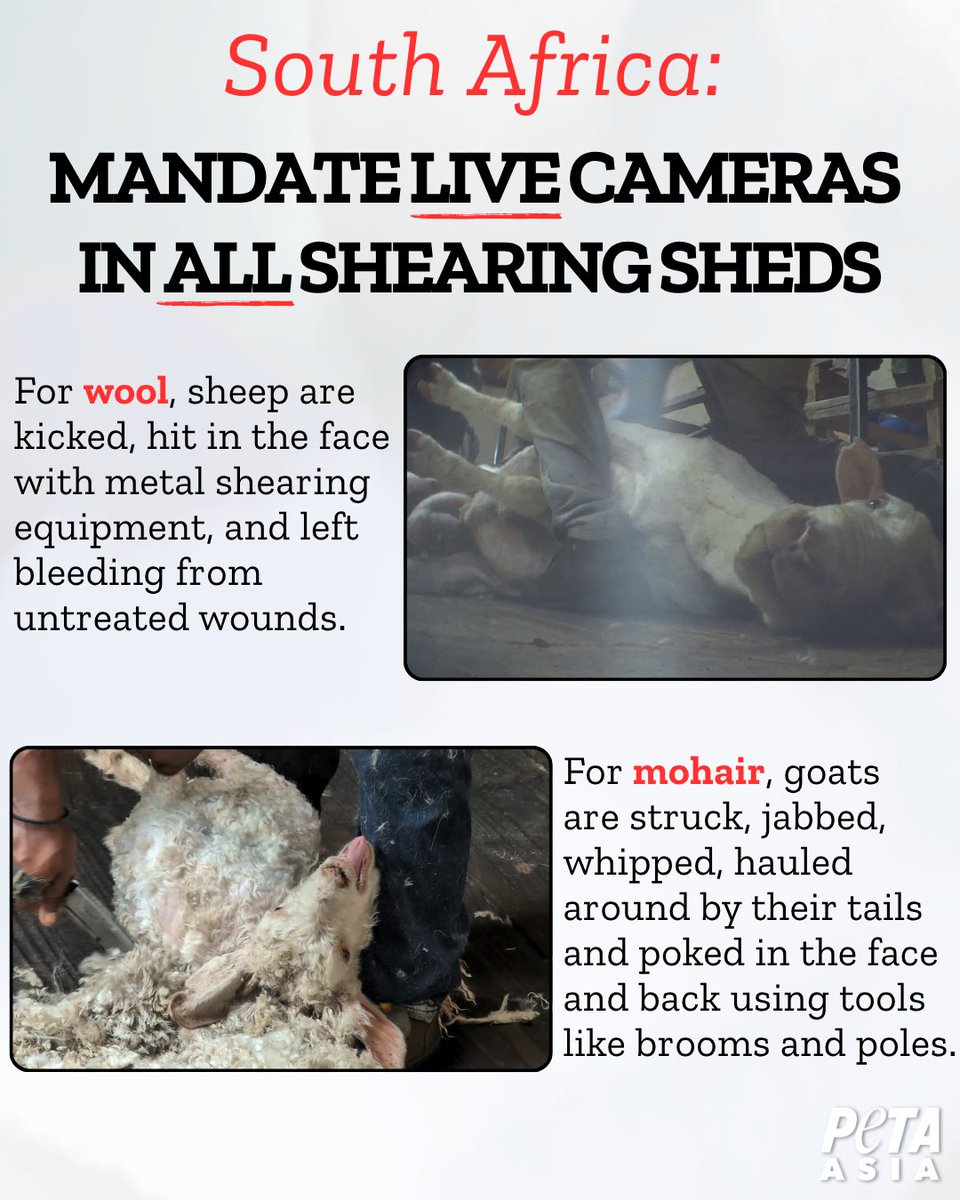PETA Asia tweet media