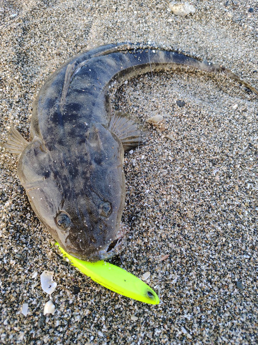 terastation515's tweet photo. 5月13日☀
in三重サーフ！

DUOの
リンバーiF127Sにマゴチがヒット！🐟️

#DUOinternational
#DUOサポーター
#リンバーiF127S
#三重サーフ
#PR https://t.co/R3CZVuHCKv