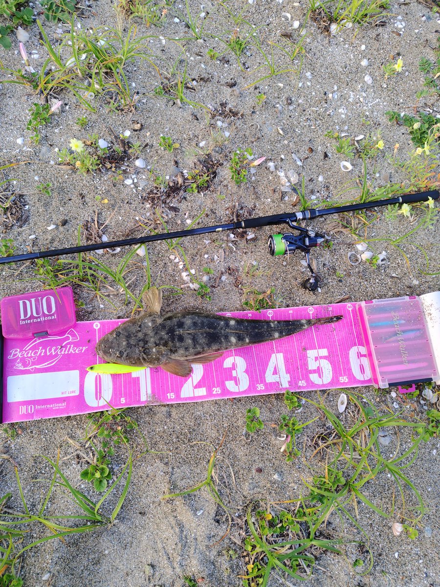 terastation515's tweet photo. 5月13日☀
in三重サーフ！

DUOの
リンバーiF127Sにマゴチがヒット！🐟️

#DUOinternational
#DUOサポーター
#リンバーiF127S
#三重サーフ
#PR https://t.co/R3CZVuHCKv