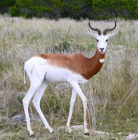 natural77384672's tweet photo. This is a Dama Gazelle, the largest and rarest gazelle in the world, which is critically endangered in its native Sahel region of Africa. https://t.co/5iqRbGllIv