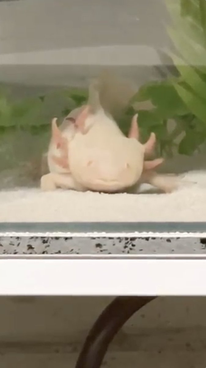 tangantyan's tweet photo. 🔴【動画を更新しました！】🔴

………。

https://t.co/8SM104DW7v

#ウーパールーパー
#axolotl https://t.co/RfeuPsbtDV