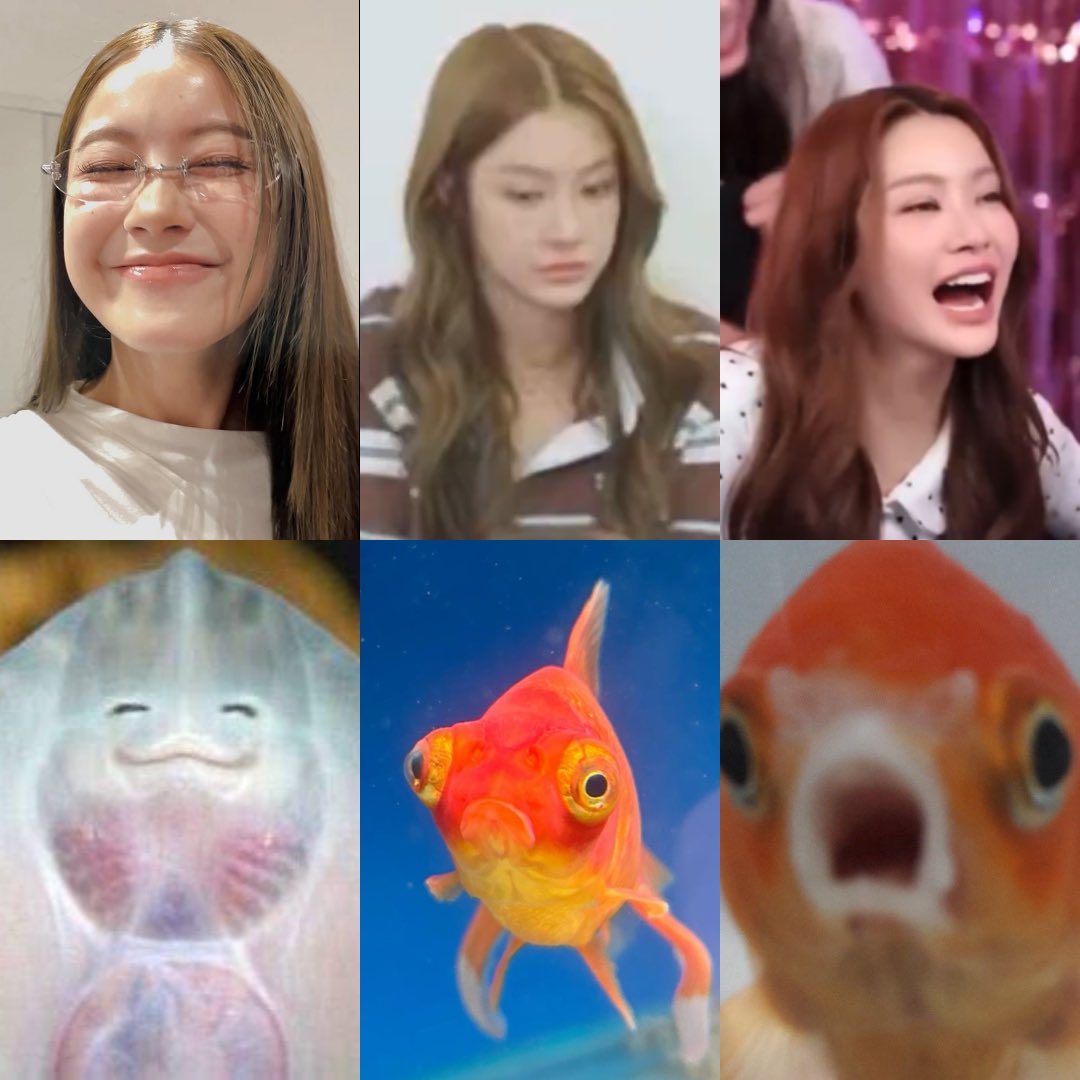 แมวแมวเอง tweet media