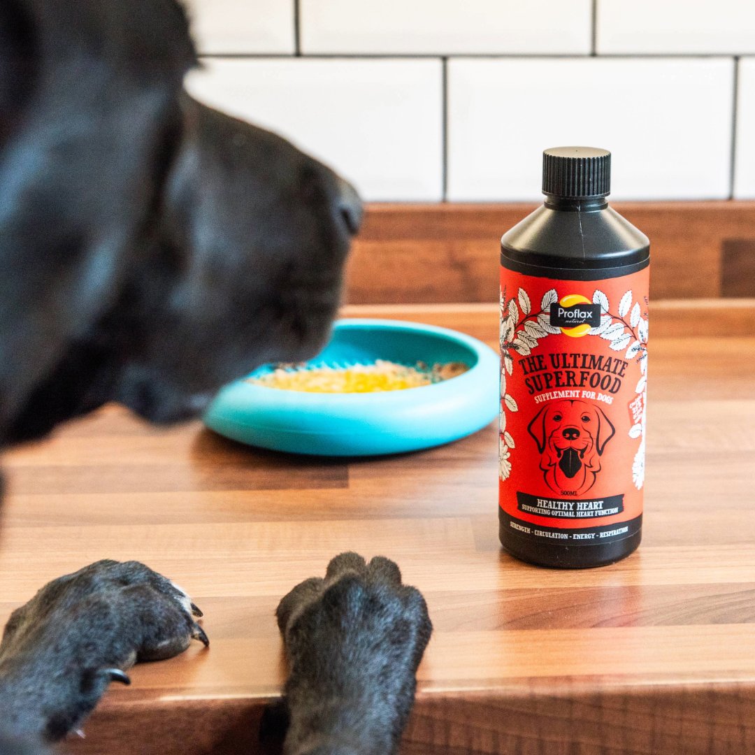 ProflaxNatural's tweet photo. Buying multiple supplements can get expensive…

Sometimes one well-thought-out product can do more than several separate ones.

Worth thinking about 💭

👉 https://t.co/FwtjeFXE0Q

#PetCareCosts #SmartChoices #DogHealthUK #PetParents https://t.co/V019wFStRW