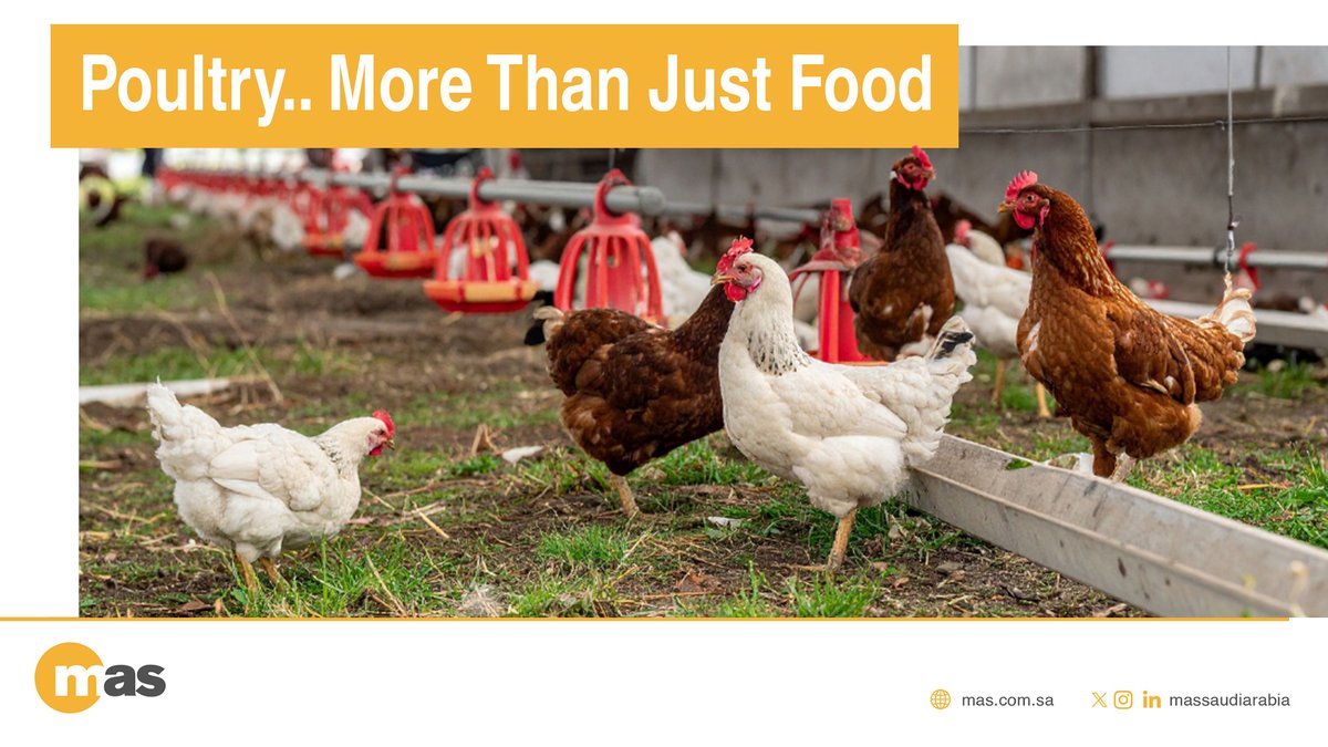 MASsaudiarabia's tweet photo. #Poultry contributes not only to nutrition, but also significantly supports the economy and #Food_Security!
#MAS 

لا تقتصر أهمية #الدواجن على الغذاء فقط، بل تساهم في دعم الاقتصاد و #الأمن_الغذائي بشكل كبير!
#ماس https://t.co/3KnR0dlQXW