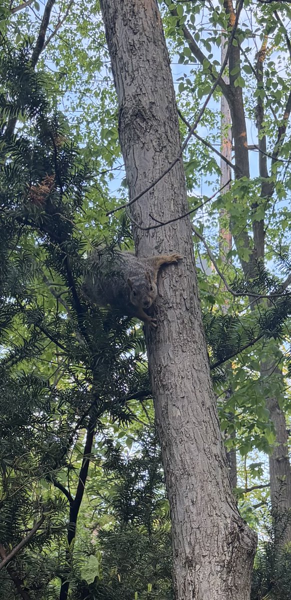 ScottAMcLean's tweet photo. Met this curious little fella on my walk into work this morning. https://t.co/CQhixi5lSW