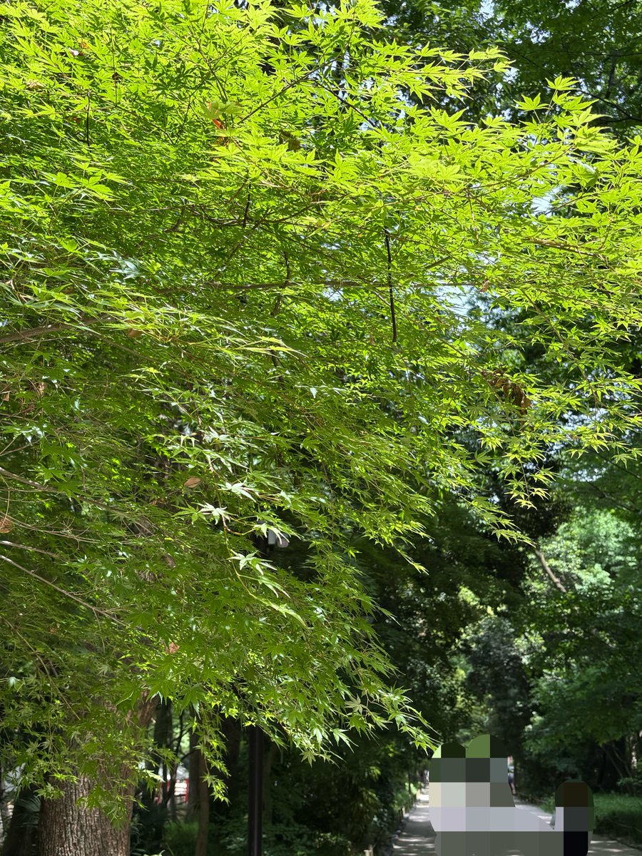 e_you_da's tweet photo. 新緑の季節だなあと🌱でも今日はハイキングコースにはいかないぞって決めてたのについフラフラと
筋肉痛は翌日の午後から（午後から😆）でした https://t.co/ZS2wUrrMGQ