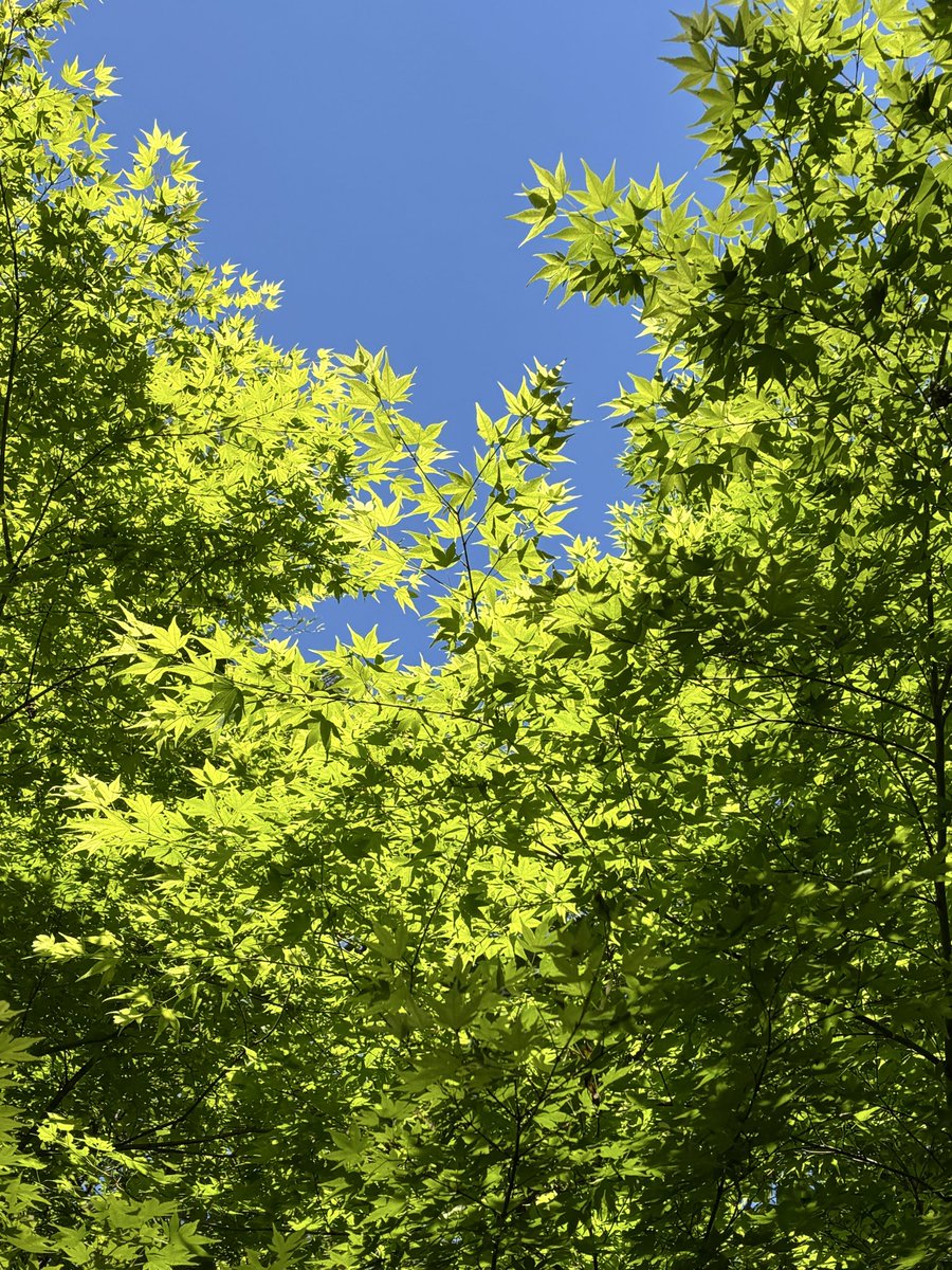 e_you_da's tweet photo. 新緑の季節だなあと🌱でも今日はハイキングコースにはいかないぞって決めてたのについフラフラと
筋肉痛は翌日の午後から（午後から😆）でした https://t.co/ZS2wUrrMGQ
