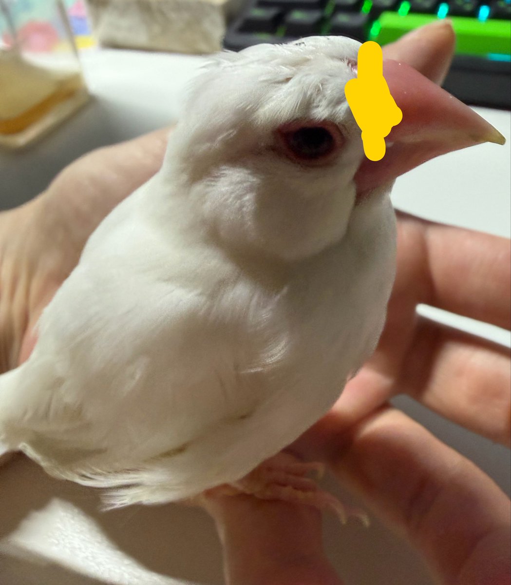 ngm_chan's tweet photo. この部分を深く噛まれてて本当にかわいそうでどうしてあげたらいいか
幸い出血は止まりましたがだいぶ出血したので… https://t.co/xrUv2SbwG2