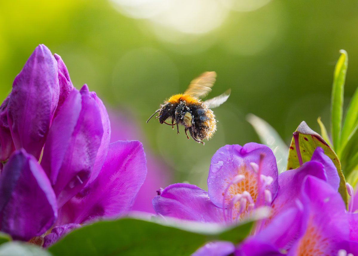 albertdrosphoto's tweet photo. Photographing the details of the bees at the rhododendron flowers last week near my house. https://t.co/49YuTrCjO3