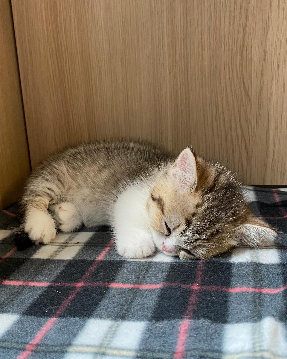 Cat 🐈 tweet media