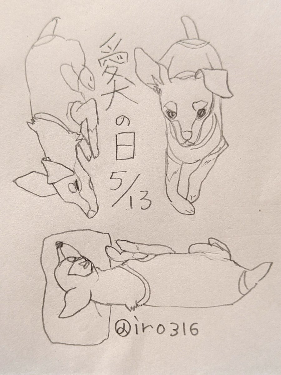 iro316's tweet photo. いろいろなおやつ待ちの犬。
寝てるように見えても薄目を開けている。 https://t.co/lnK2jsbqcD