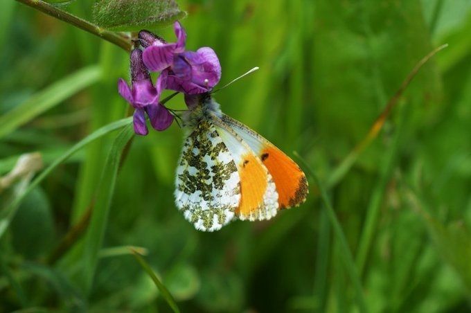 Biodiversity Ireland tweet media