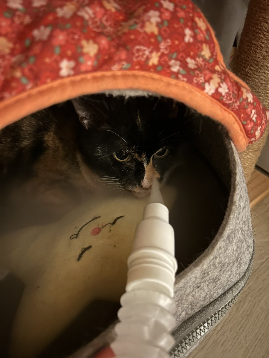 Heyna0326's tweet photo. 우리 고양이 많이 아파서 속상함 ʘ̥_ʘ 
원인을 못찾아서 계속 검사만 하고 있는데, 내일 큰병원 진료 받기로 함. 아프지 말자 ㅠㅠ
우리 못난이 힘내자!! https://t.co/L7g8FvM3aC