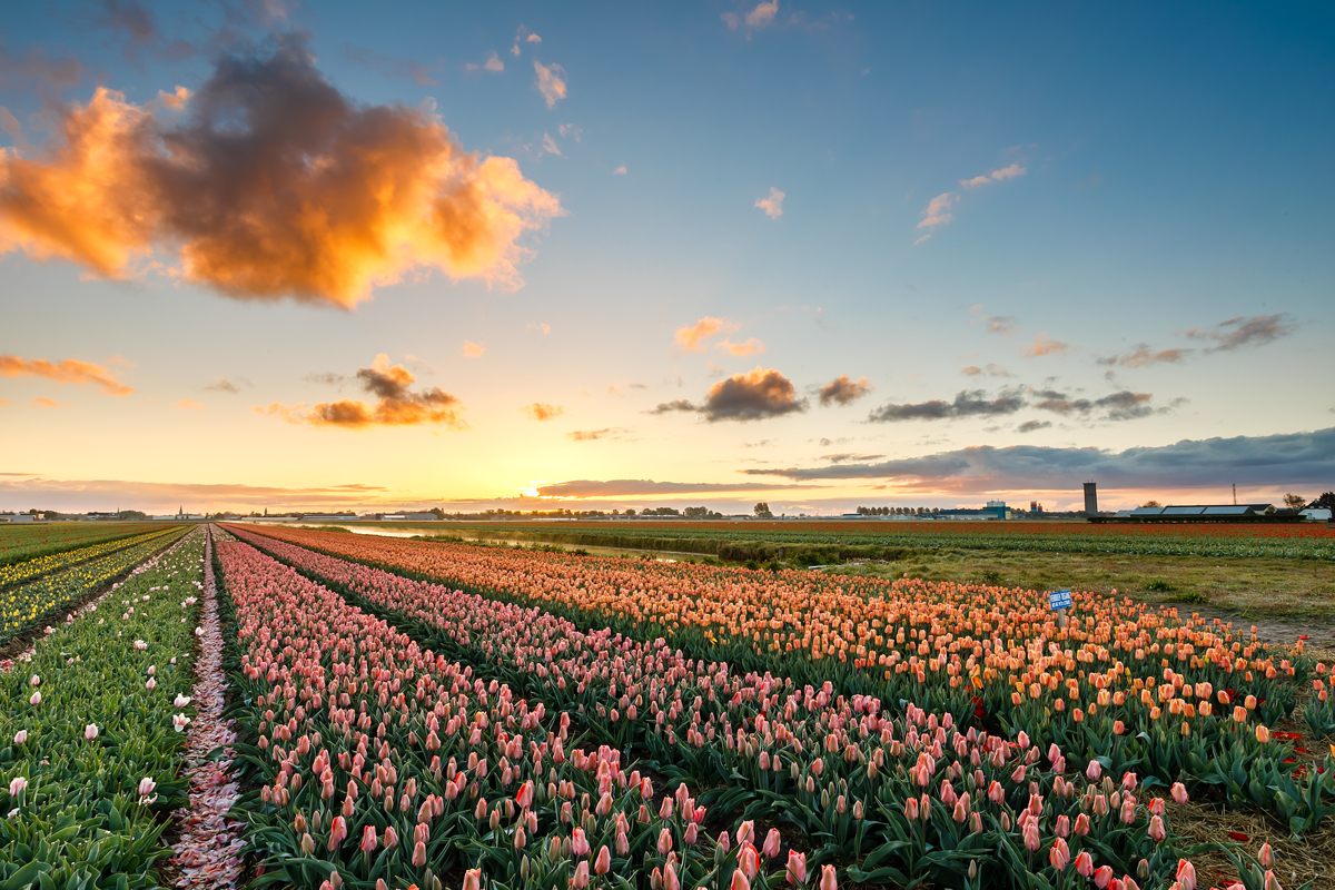 AstraFund's tweet photo. Astra Fund лучший поставщик цветов и растений из Голландии. Astra Fund best supplier of flowers and plants from Holland https://t.co/T5skEk1noy
