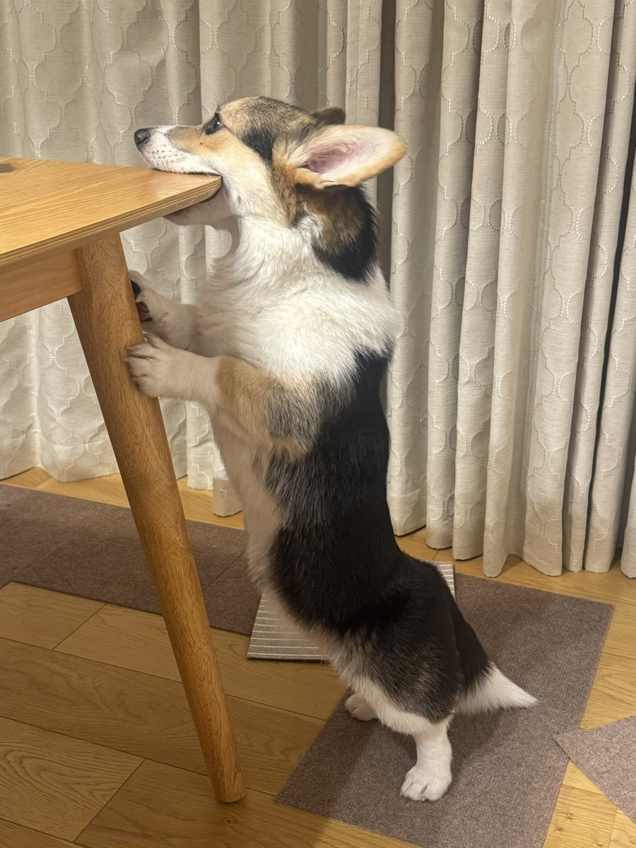 にゃわん (@wanchankawaii8) / Posts / X