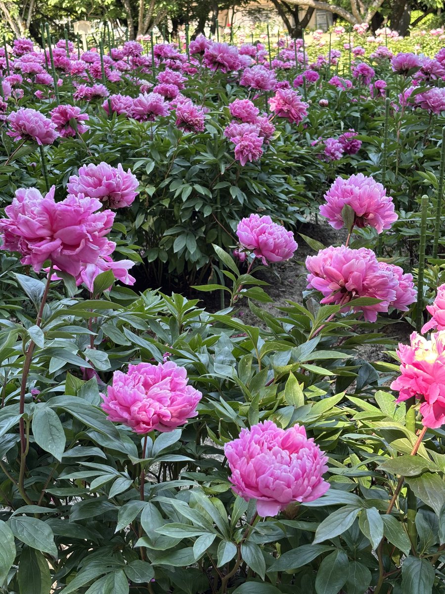 szzzup_8's tweet photo. 今年は芍薬に間に合った
空が青くて泣きそうになった https://t.co/0nTG0xk3Hu