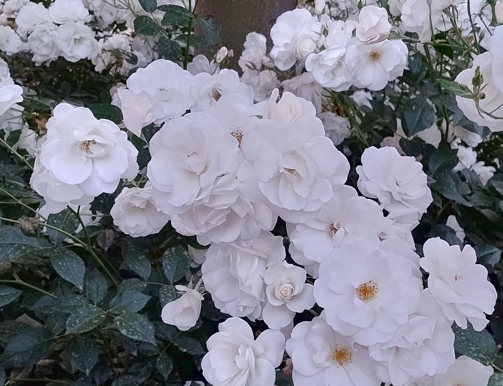 Jardín Botánico La Concepción Málaga tweet media