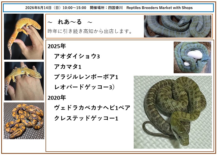 tohira17's tweet photo. 2026.6.14四国香川で開催！
Reptil Breeders Market with Shops
略称：RBM
れあーる@rer_324 さん
青大将、アカマタ、ブラジルレイボーボア、レオパードゲッコウを連れてきてくれます！ https://t.co/iI6FoUWa4A