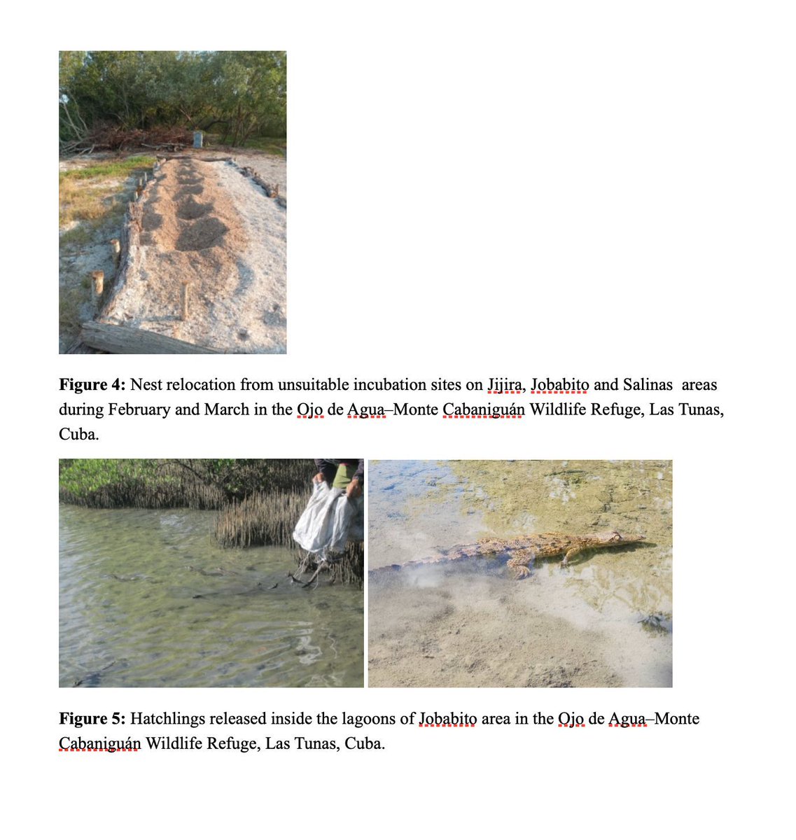 Crocodilian Specialist Group tweet media