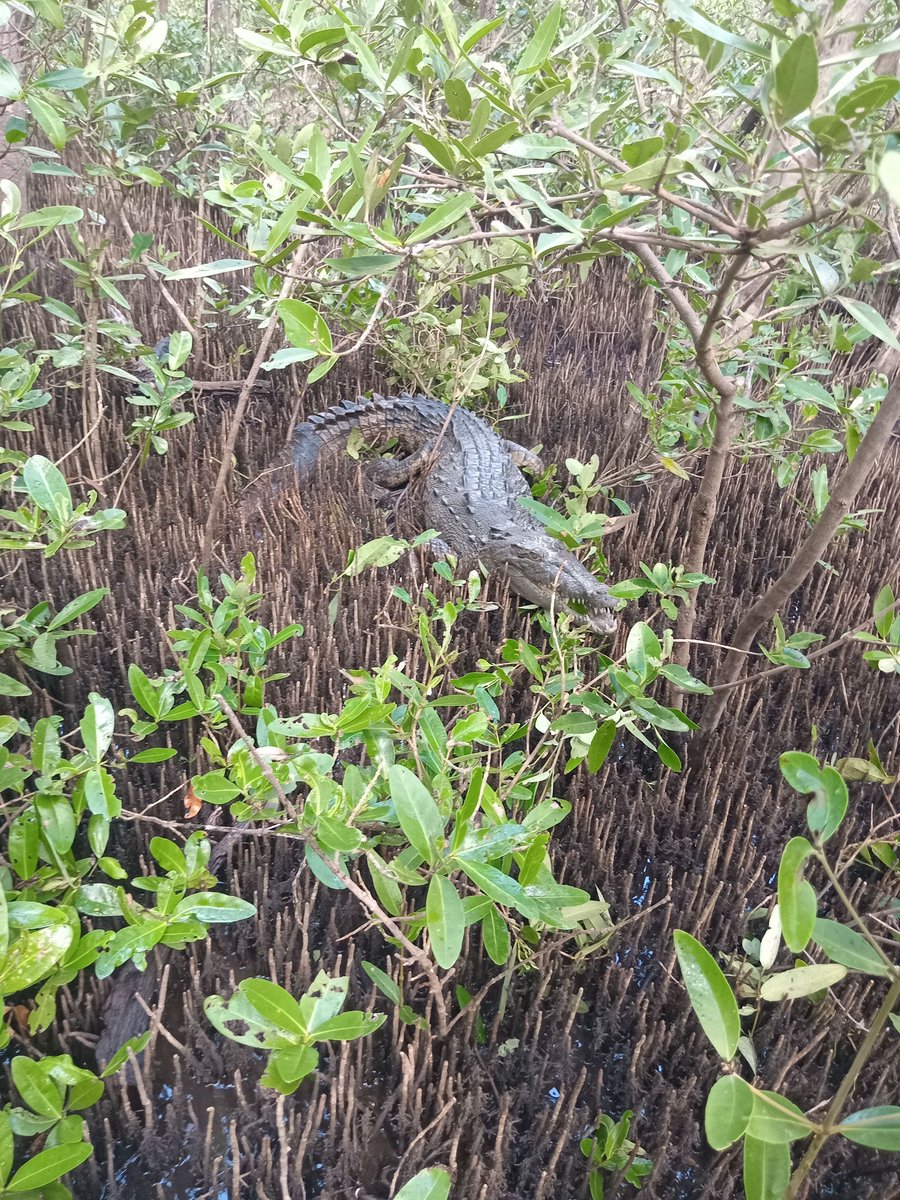 Crocodilian Specialist Group tweet media