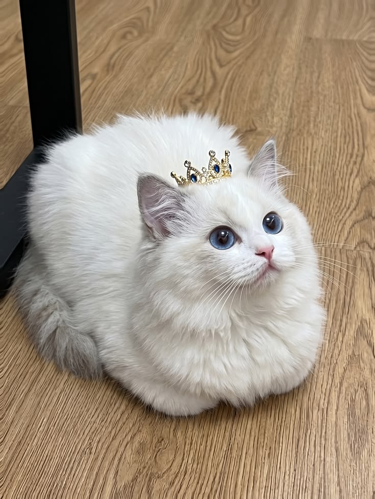 cutestscats's tweet photo. queen https://t.co/UXfm2H6Dfr