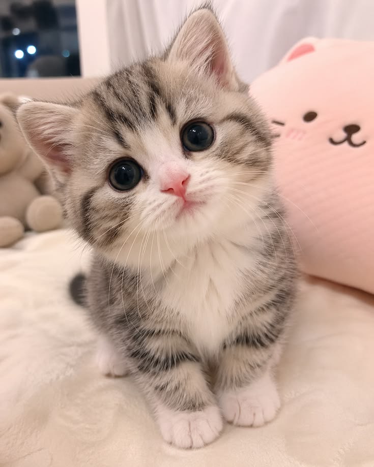 cutest cats tweet media