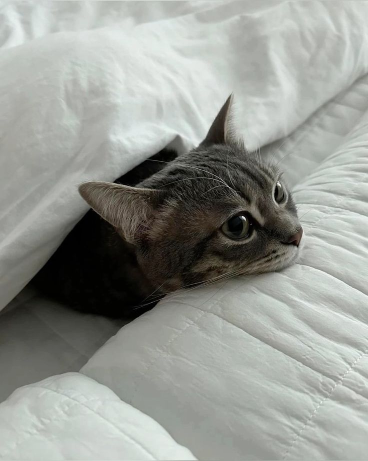 cutest cats tweet media