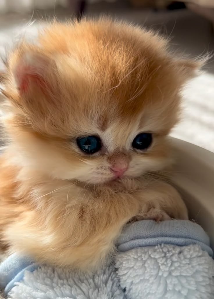cutest cats tweet media