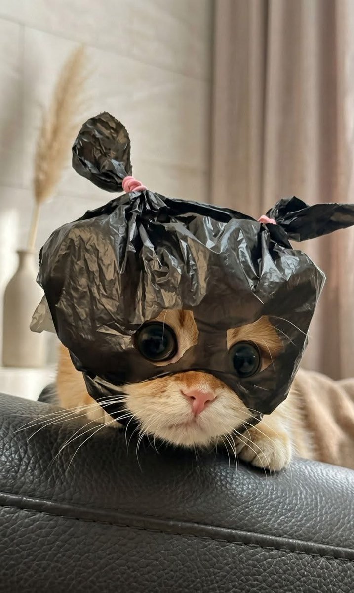 cutest cats tweet media