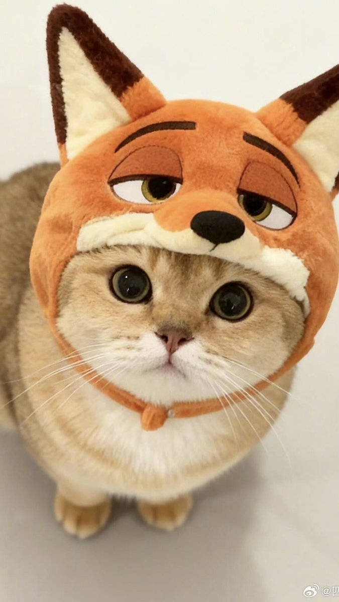 cutest cats tweet media