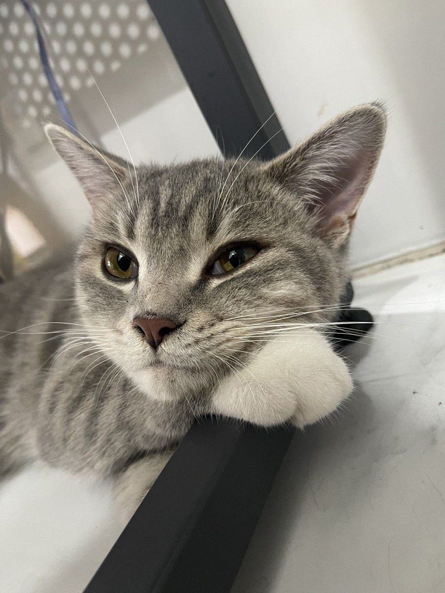cutest cats tweet media