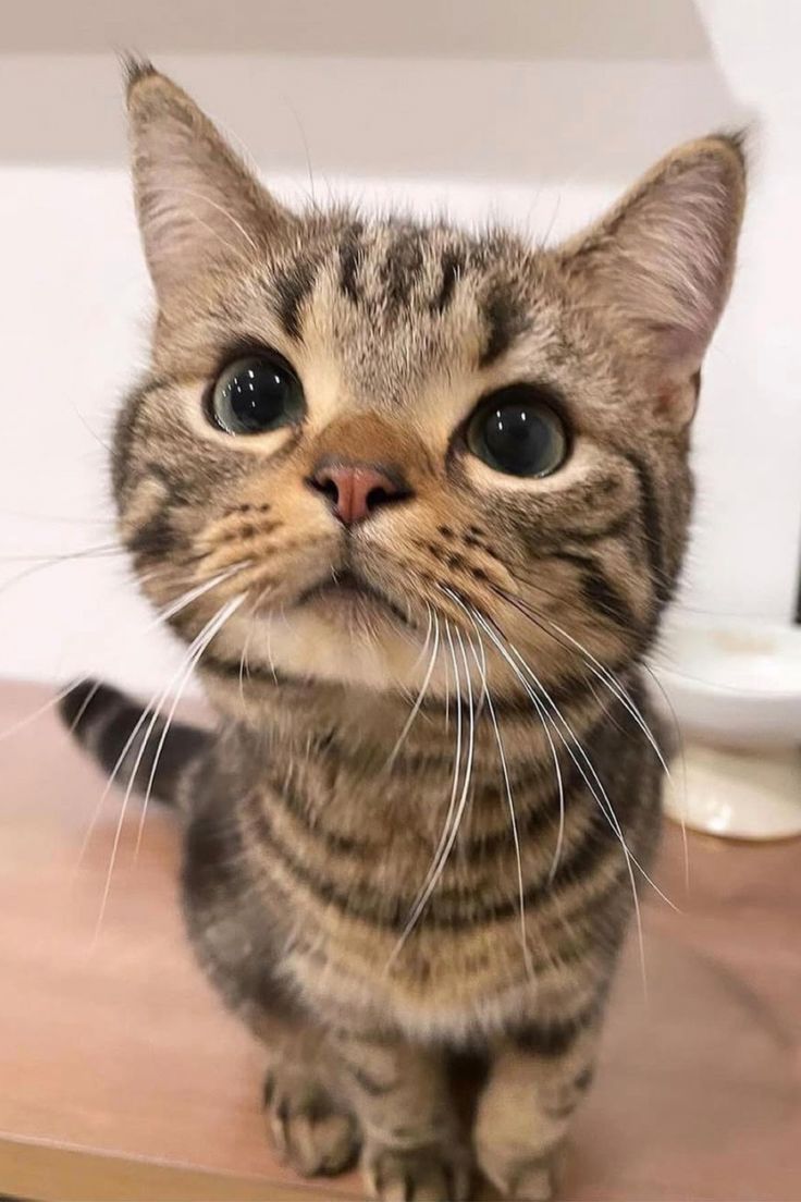 cutest cats tweet media