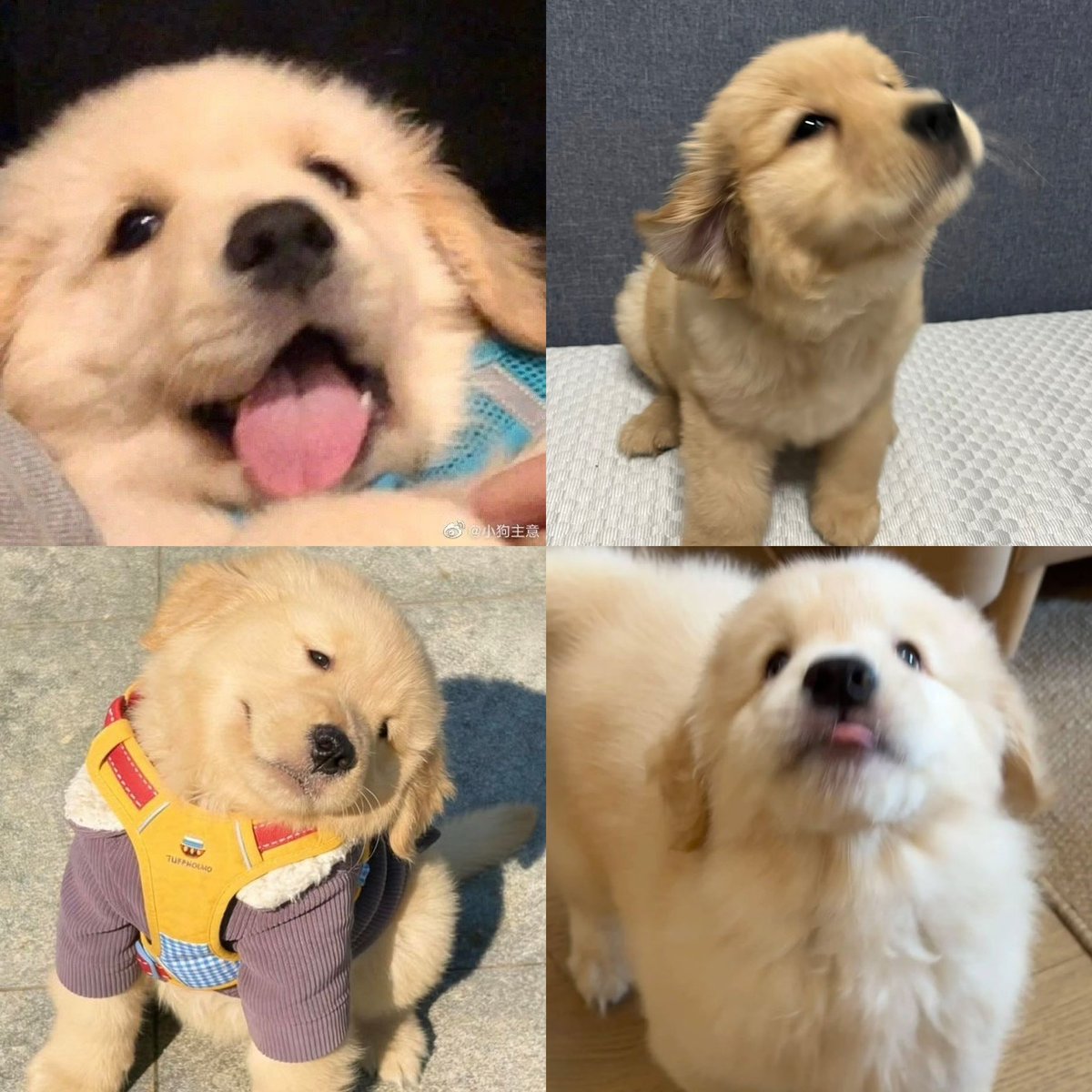 meihwadesu's tweet photo. puppy kyeom 🐶🐶🫳🏻🫳🏻 https://t.co/xgkQSZ61eo