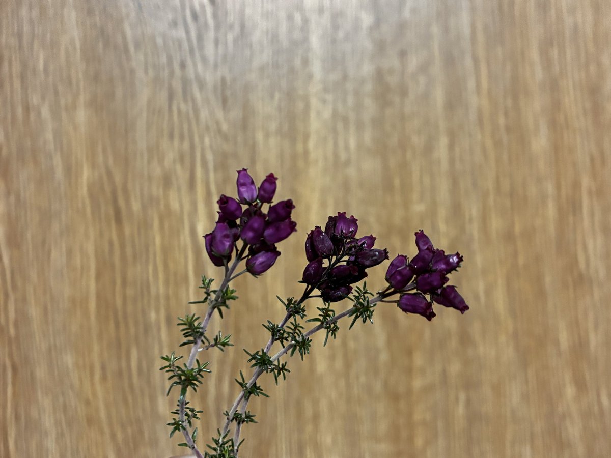 この色、この色です(´°°｀) 花も見てたいけど挿し穂も確保！まずは
