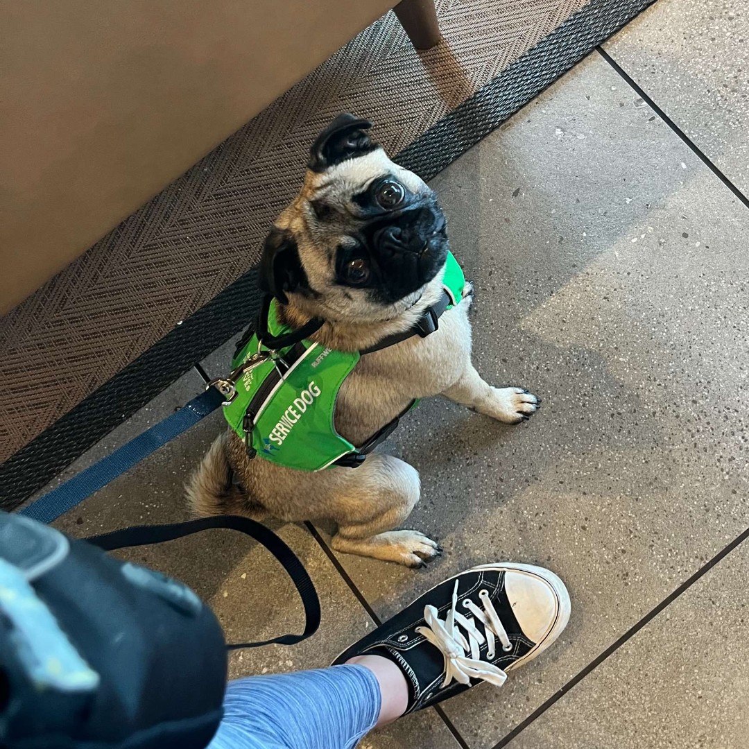 dogsbetterlives's tweet photo. Coffee Time with ATL #FromSheltertoServiceDog 🐾 Tonka
Tonka waited patiently while the baristas made the drink and has been doing an amazing job holding positions for longer durations on town trips lately! Proud of this handsome boy
#DogsForBetterLives #ServiceDogInTraining https://t.co/B7zWSGT6Md