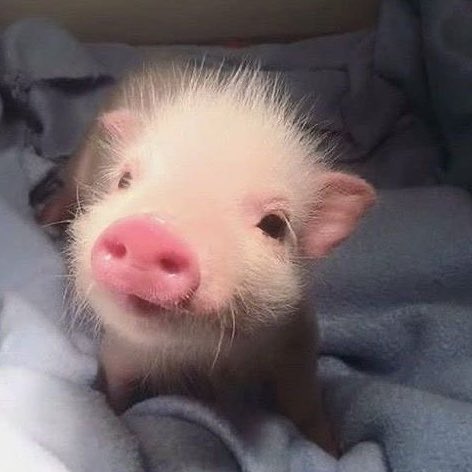 yourrubyx's tweet photo. แอบอุ้สนะแอน … 🐽🐽🐽 https://t.co/Czth6AN3Pn