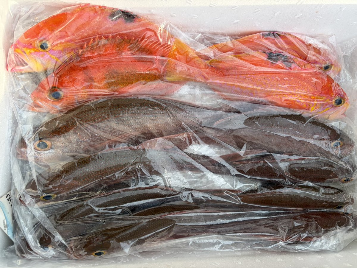 輝風丸商店 | 漁師直送一本釣り鮮魚 tweet media