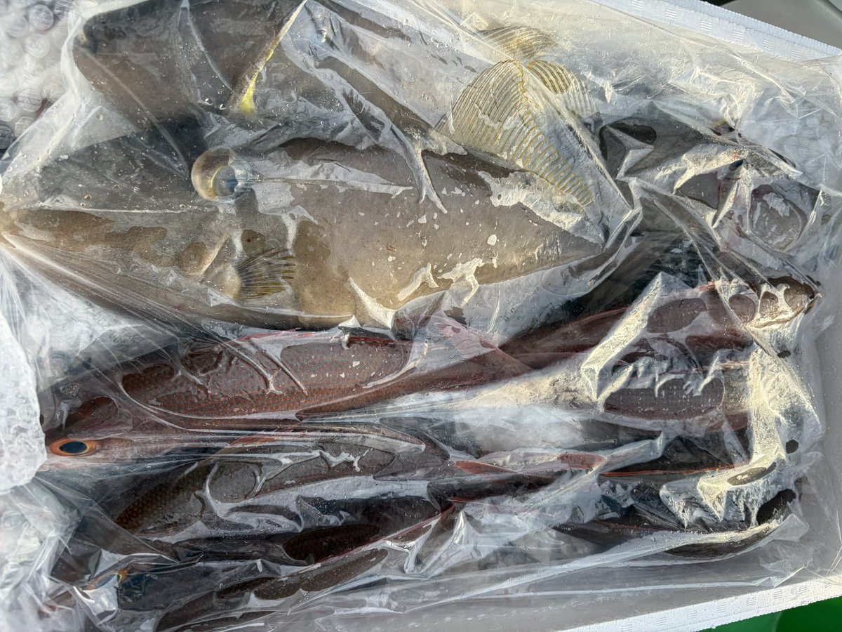 輝風丸商店 | 漁師直送一本釣り鮮魚 tweet media