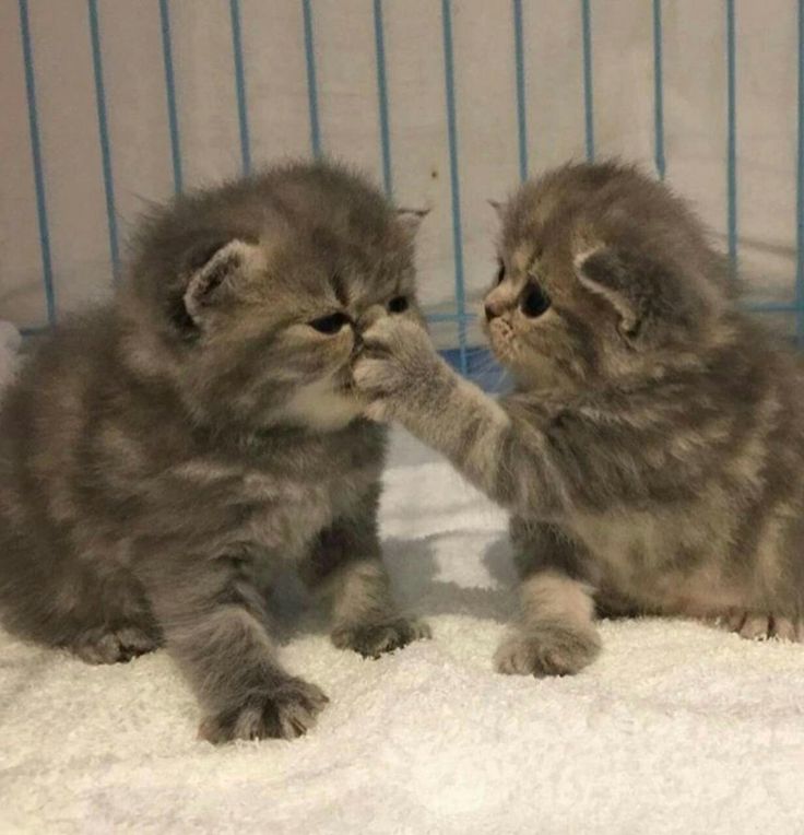 nekocatts's tweet photo. Stop talking! https://t.co/78I0A28N2h
